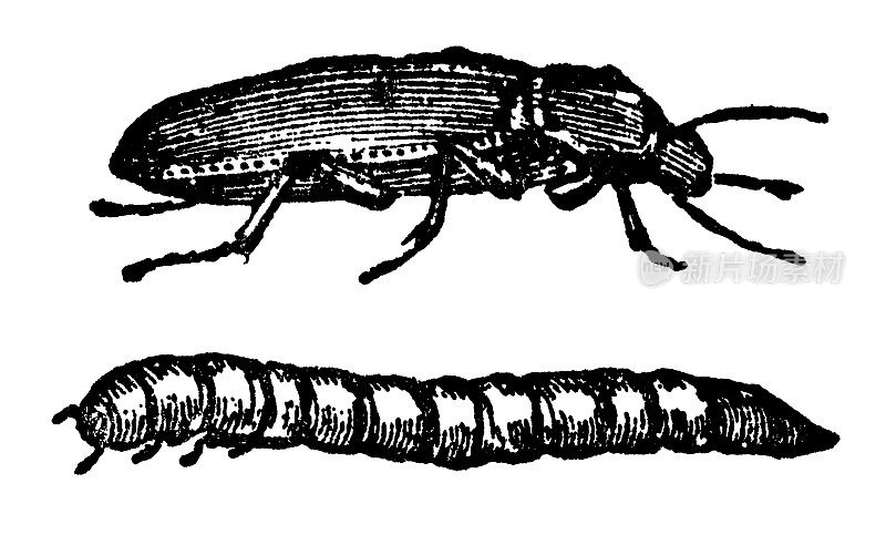 黄粉虫、甲虫、昆虫和幼虫(tenbrio Molitor) - 19世纪